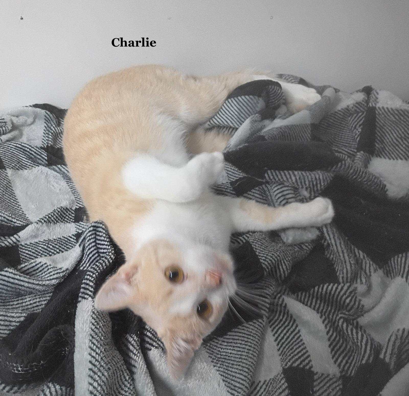 Charlie, Adoptable, Adult Male Domestic Short Hair.