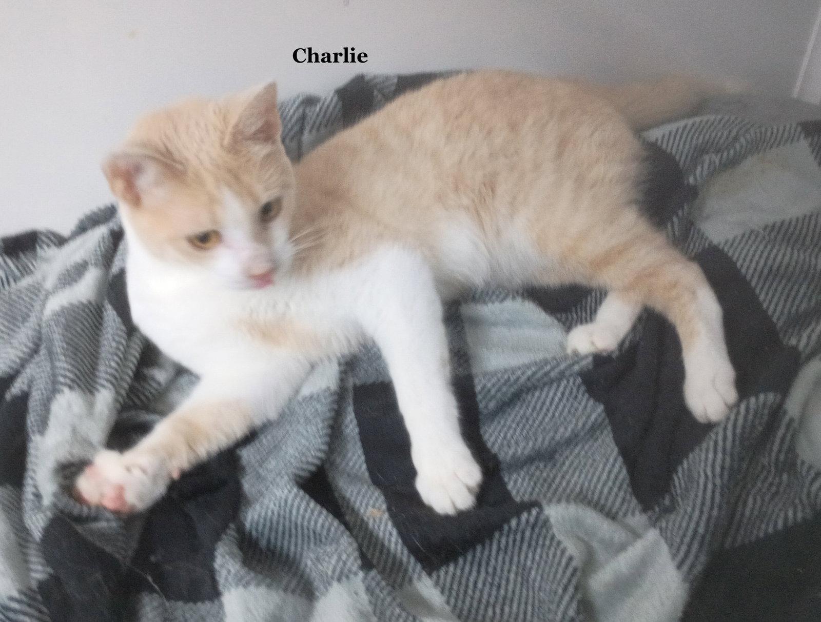Enlarge Charlie, a Adoptable Domestic Short Hair in Morehead, KY image 2/3