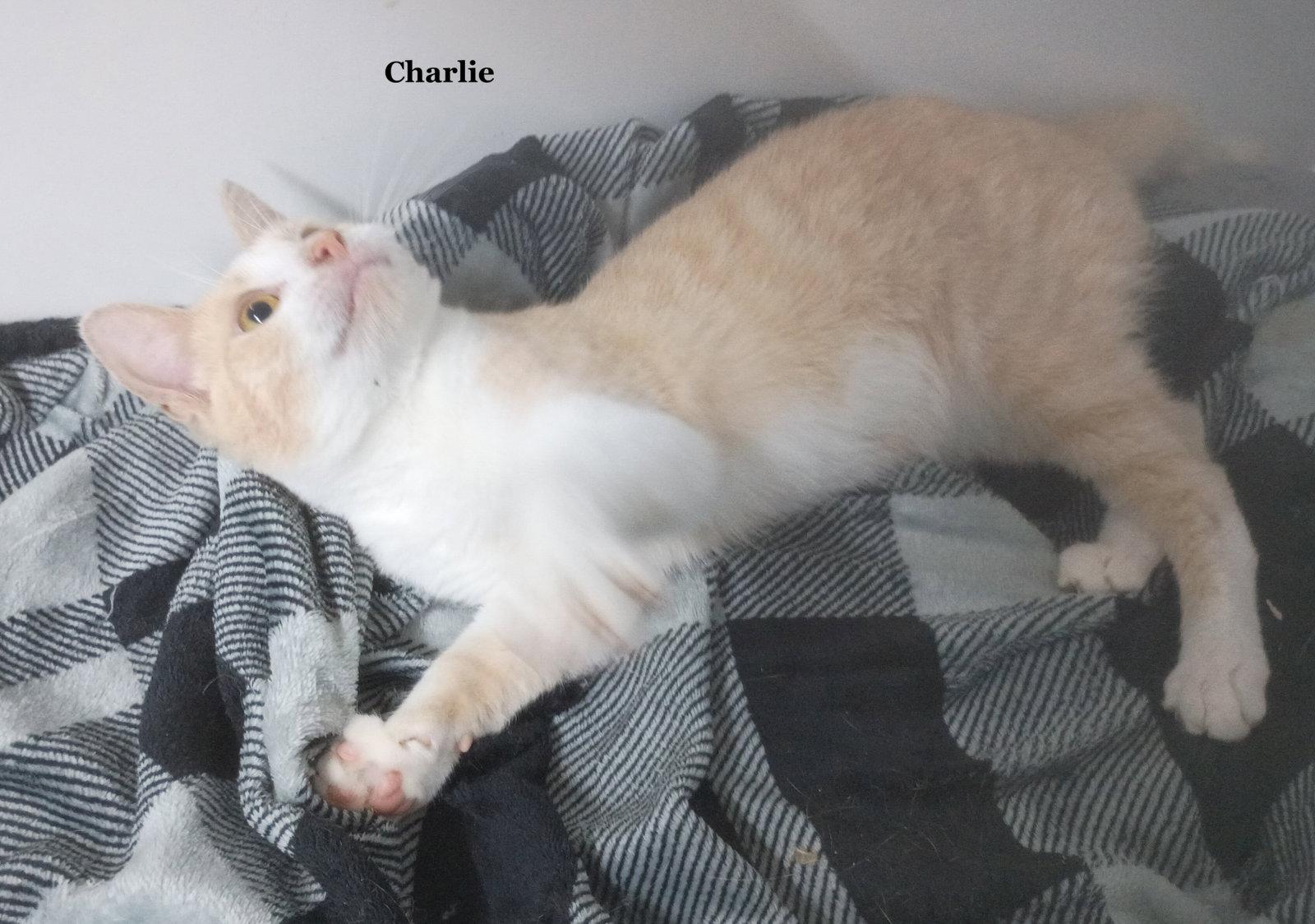 Enlarge Charlie, a Adoptable Domestic Short Hair in Morehead, KY image 3/3