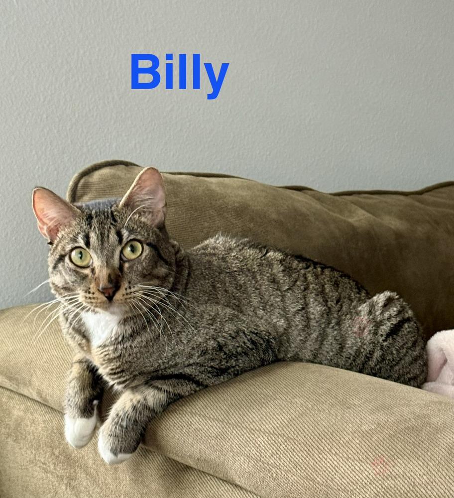 Billy, Adoptable, Kitten Male Tabby.