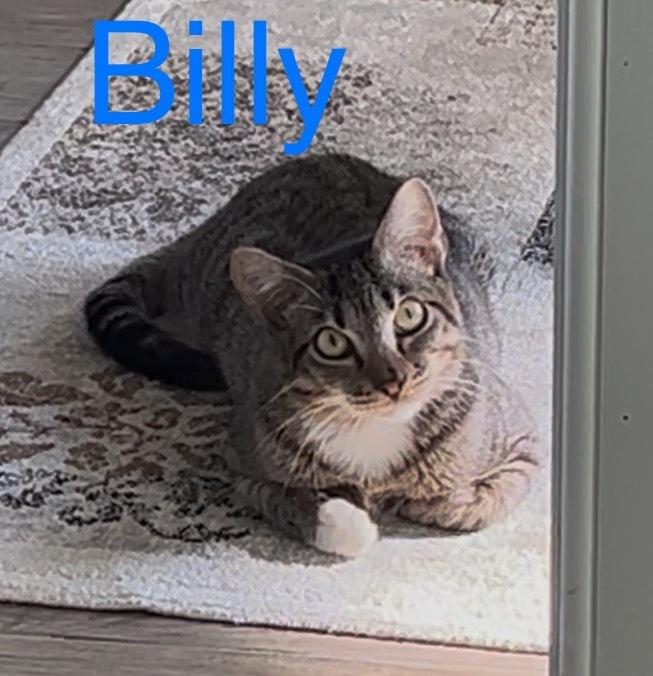 Enlarge Billy, a Adoptable Tabby in Fern Park, FL image 1/1
