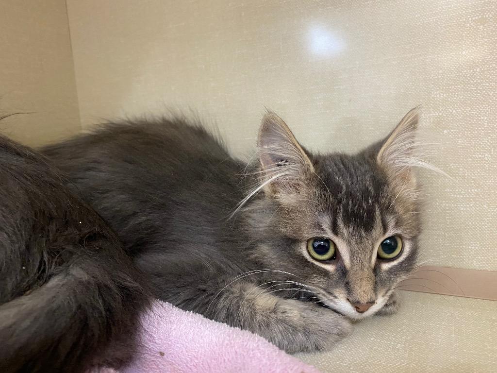 Kilkenny, Adoptable, Kitten Male Domestic Long Hair.