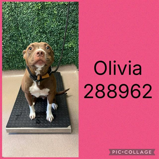 OLIVIA, Adoptable, Young Female Pit Bull Terrier & Mixed Breed.