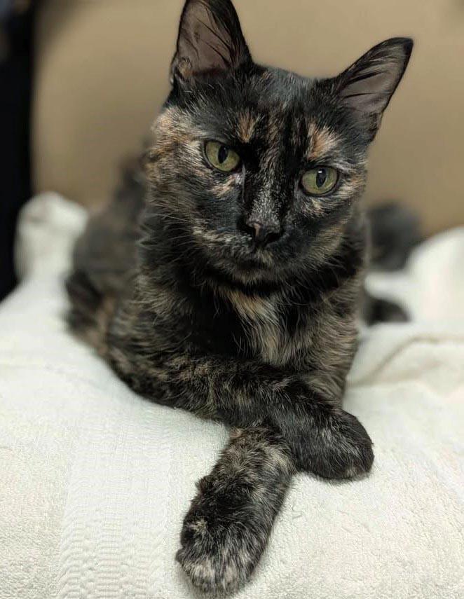 Pixie Dust, Adoptable, Senior Female Domestic Medium Hair.