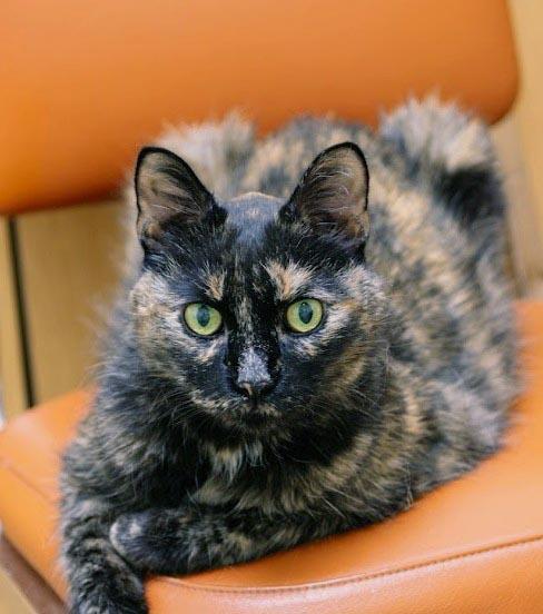 Pixie Dust, a Adoptable Domestic Medium Hair in Plover, WI image 2/3