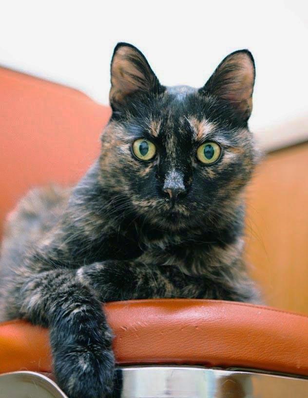 Enlarge Pixie Dust, a Adoptable Domestic Medium Hair in Plover, WI image 2/3
