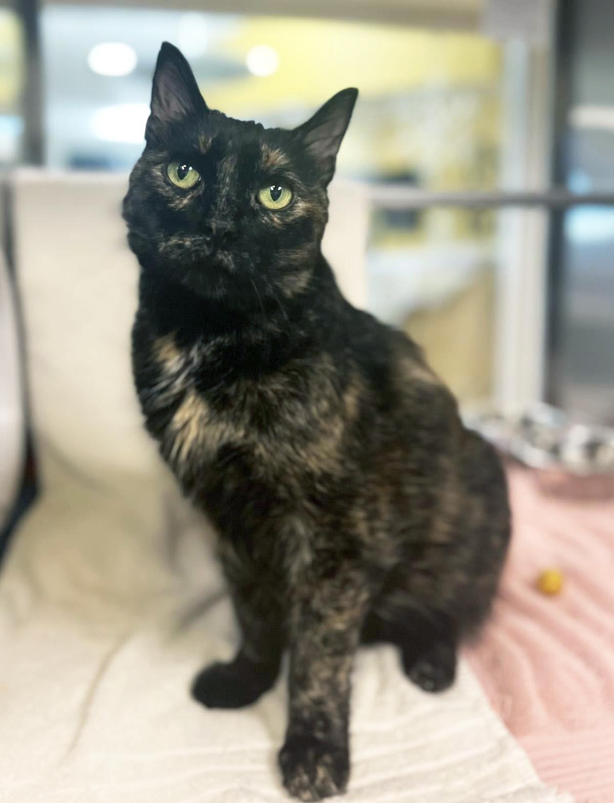 Enlarge Pixie Dust, a Adoptable Domestic Medium Hair in Plover, WI image 3/3