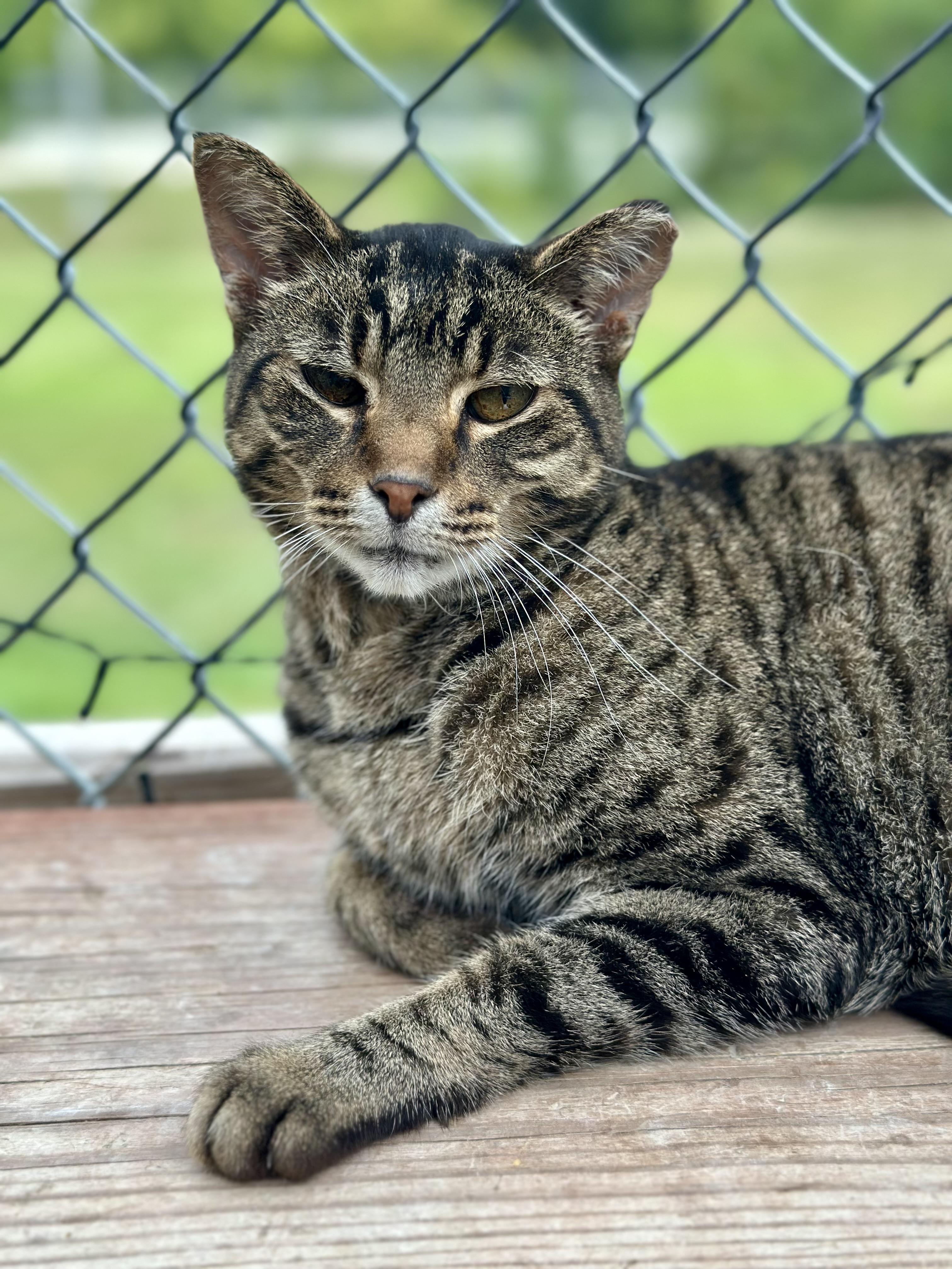 Enlarge Gary, a Adoptable Domestic Short Hair in Faribault, MN image 4/4
