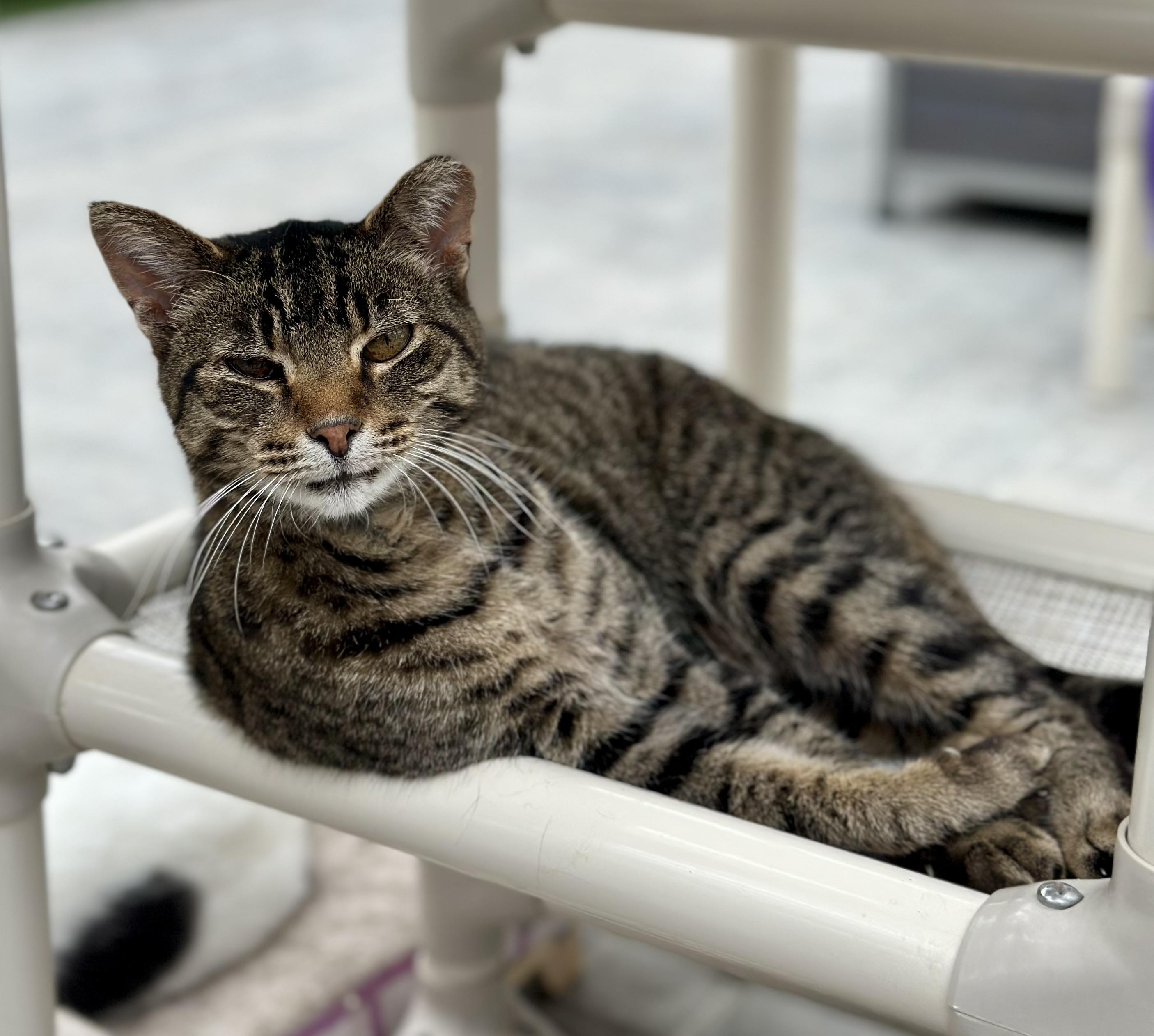 Enlarge Gary, a Adoptable Domestic Short Hair in Faribault, MN image 3/4