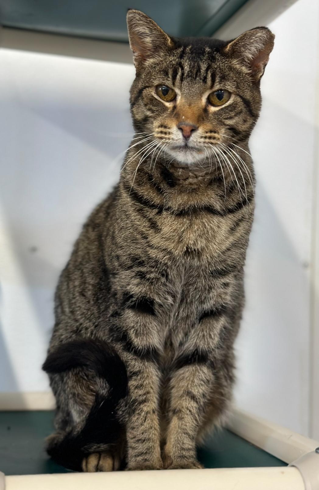 Enlarge Gary, a Adoptable Domestic Short Hair in Faribault, MN image 1/4