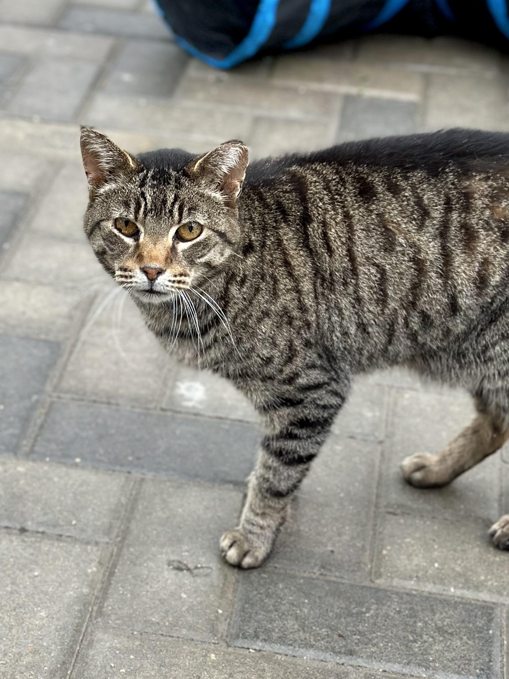 Enlarge Gary, a Adoptable Domestic Short Hair in Faribault, MN image 2/4