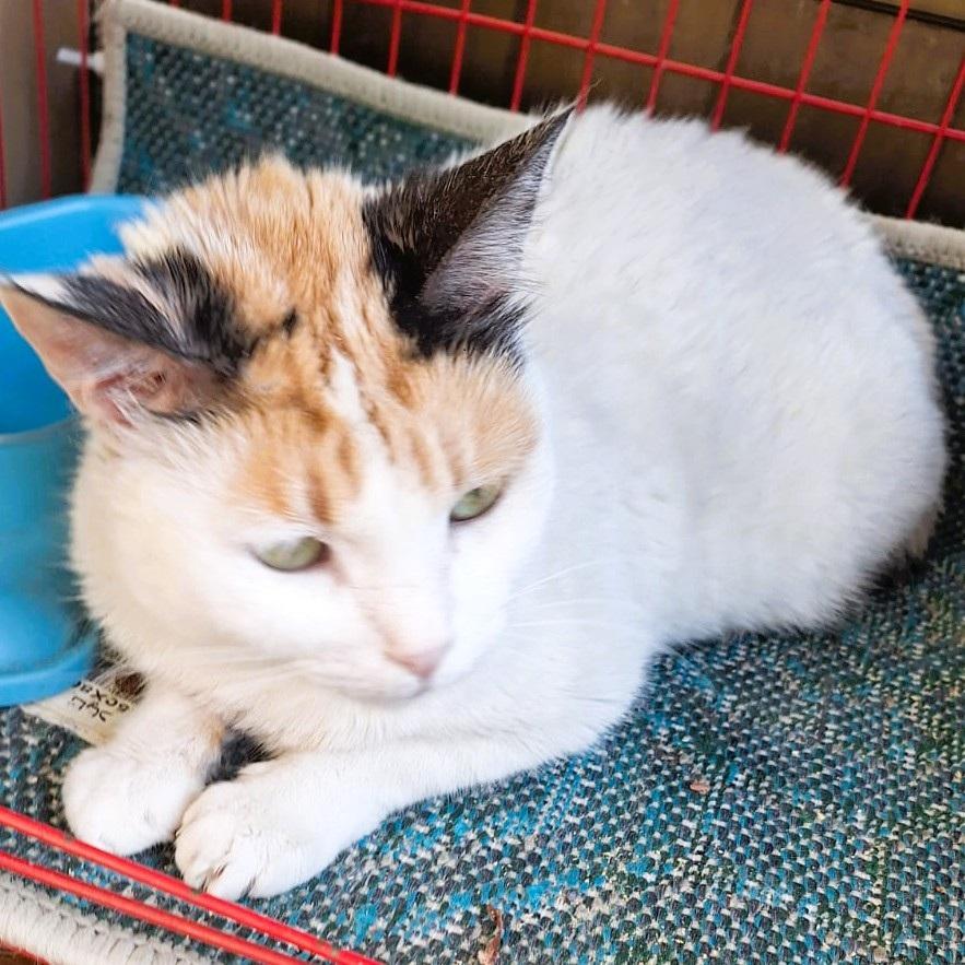 Golly Dolly MOLLY, a Adoptable Turkish Van in Mississauga, ON image 5/6