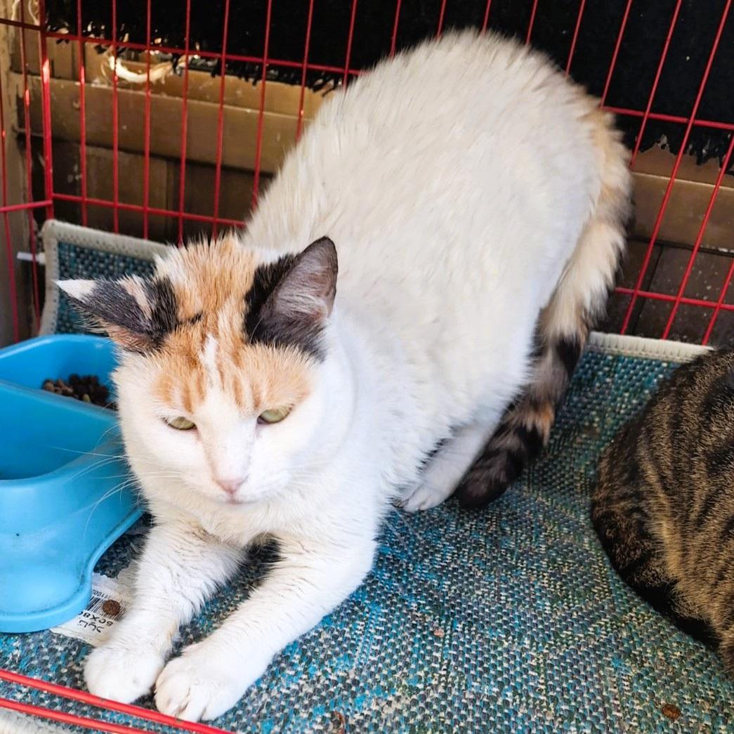 Golly Dolly MOLLY, Adoptable, Adult Female Turkish Van.