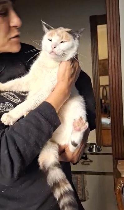 Golly Dolly MOLLY, a Adoptable Turkish Van in Mississauga, ON image 6/6