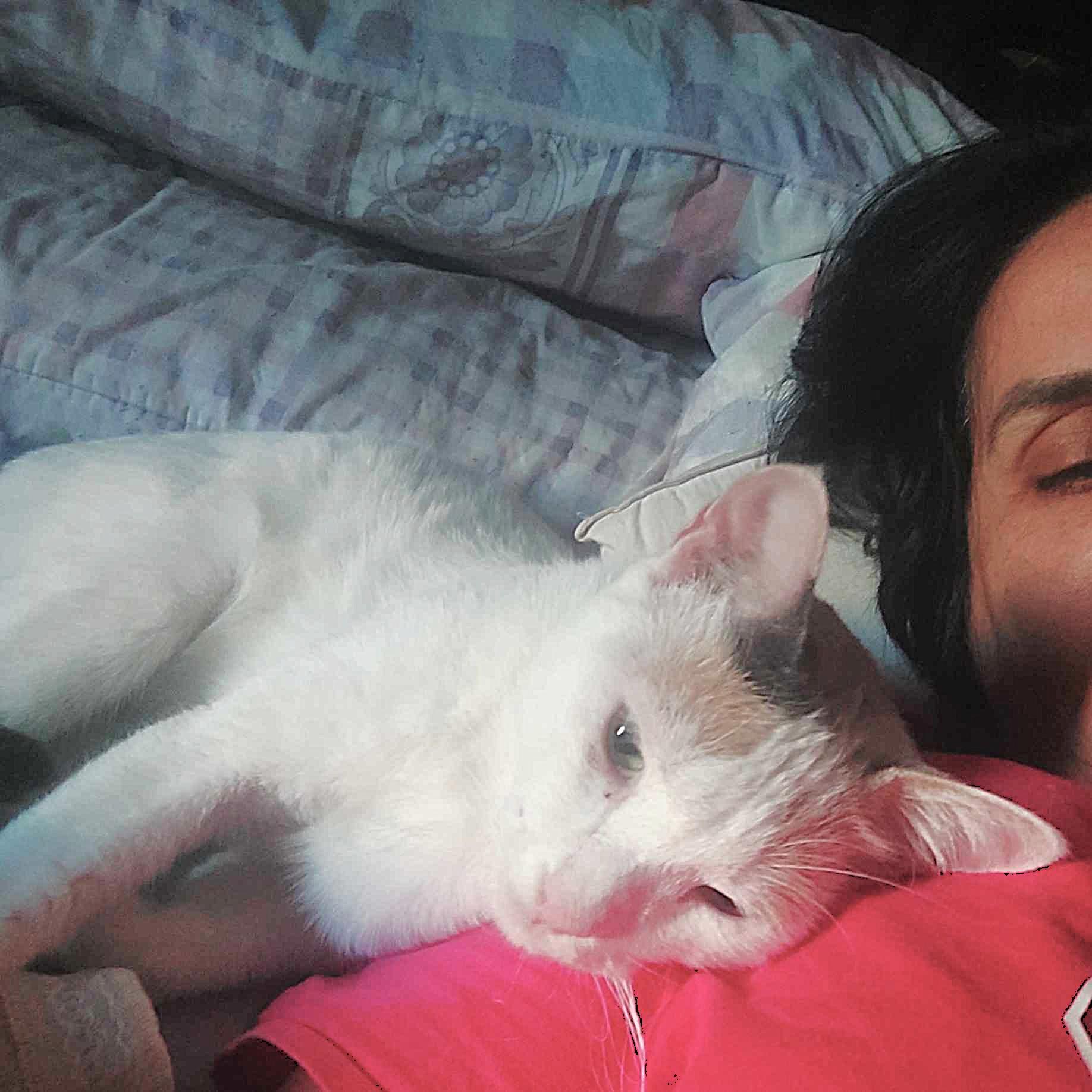 Golly Dolly MOLLY, Adoptable, Adult Female Turkish Van.