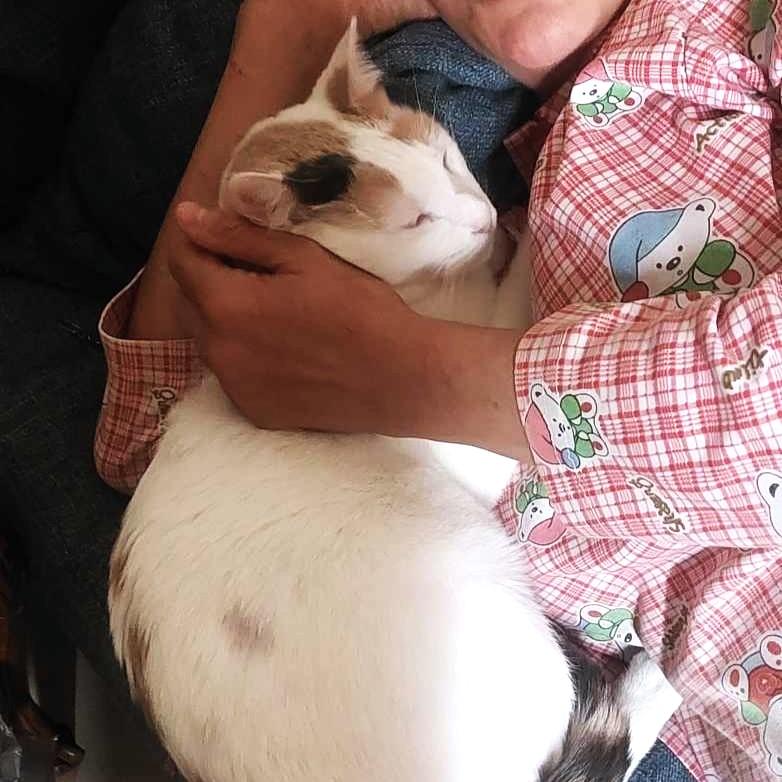 Golly Dolly MOLLY, a Adoptable Turkish Van in Mississauga, ON image 4/6