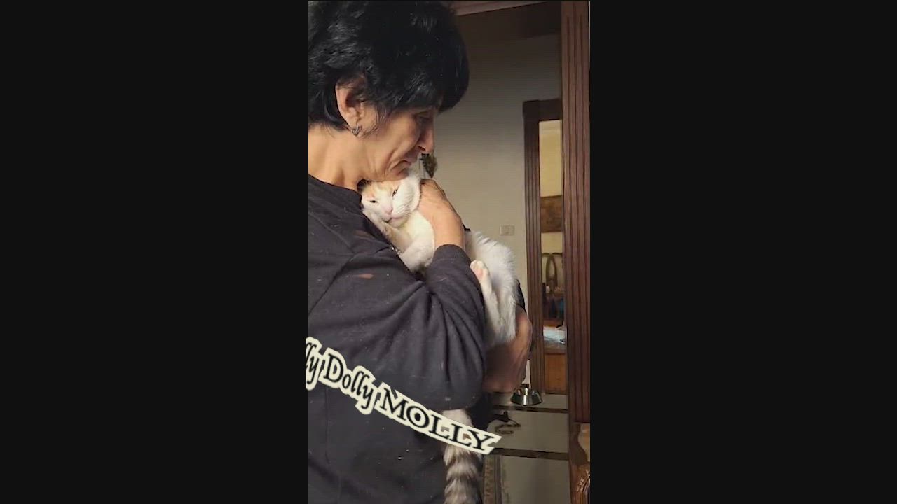 Enlarge Golly Dolly MOLLY, a Adoptable Turkish Van in Mississauga, ON video 2/6