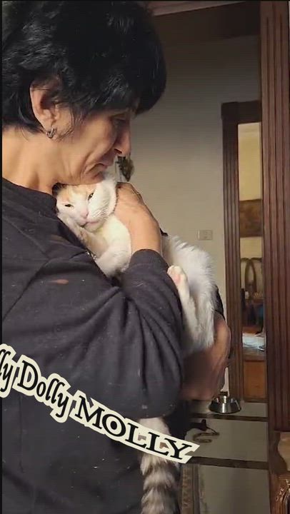 Enlarge Golly Dolly MOLLY, a Adoptable Turkish Van in Mississauga, ON video 2/6