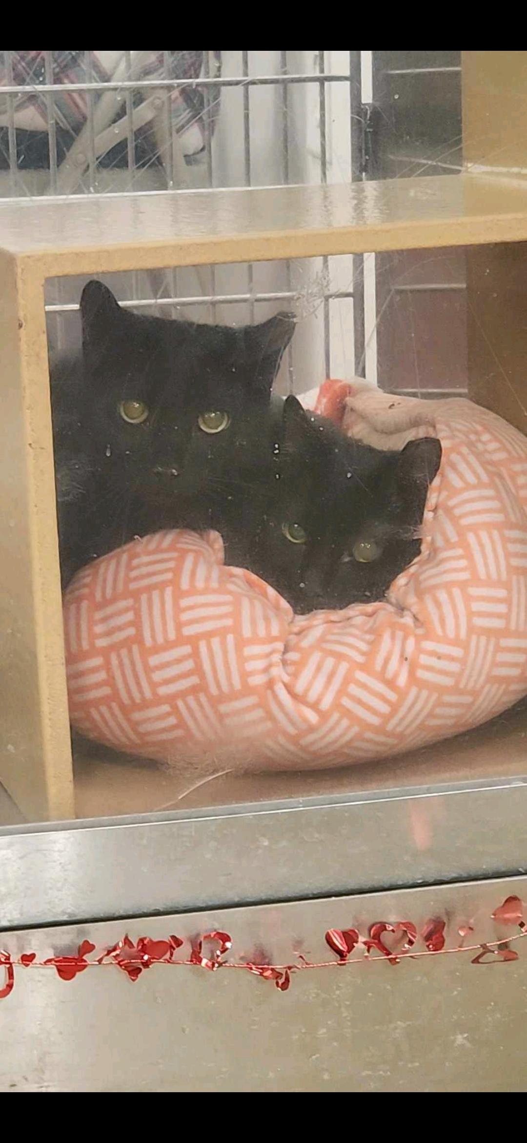 Braveheart, Adopted, Adult Male Domestic Short Hair.