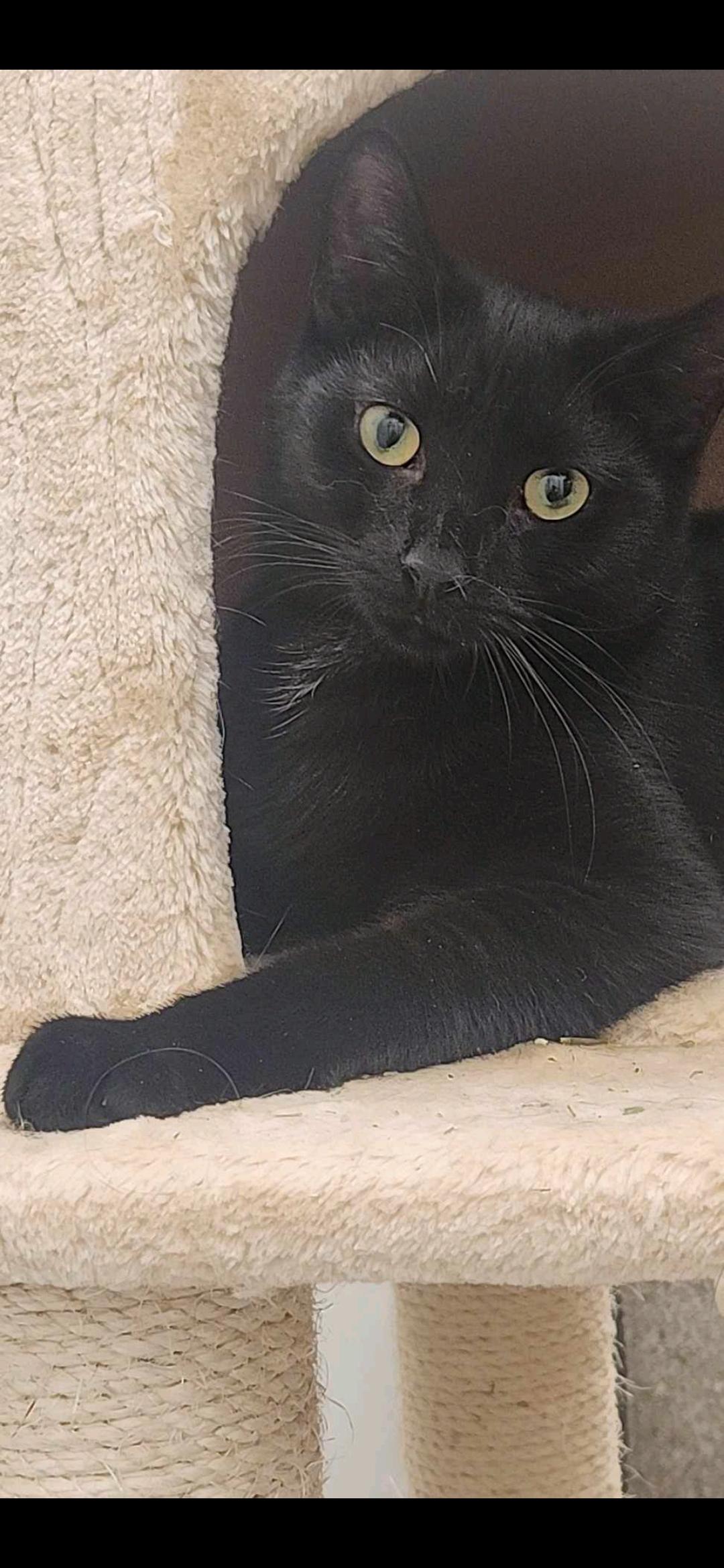 Braveheart, a Adopted Domestic Short Hair in Charlotte, NC image 2/6