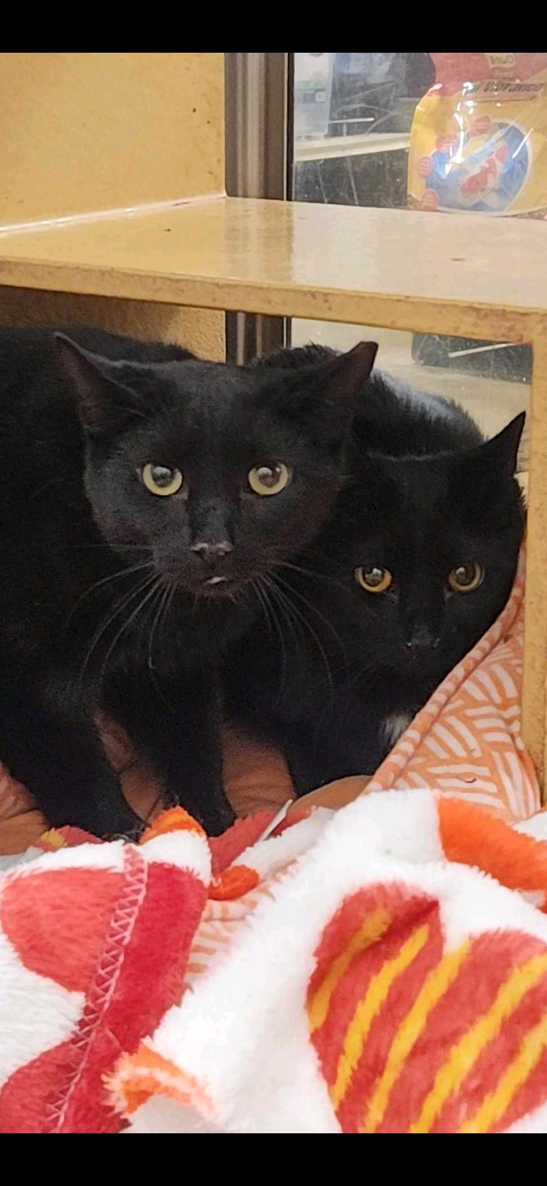 Braveheart, a Adopted Domestic Short Hair in Charlotte, NC image 4/6