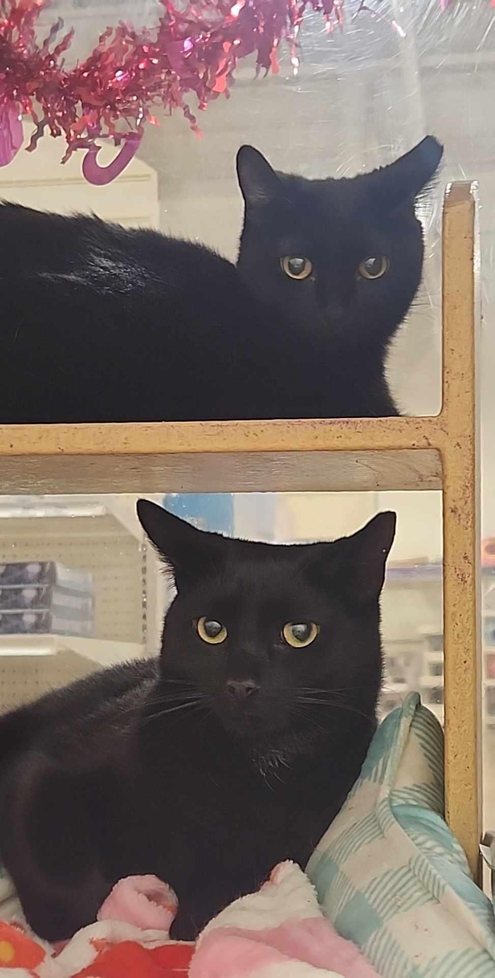 Braveheart, a Adopted Domestic Short Hair in Charlotte, NC image 5/6