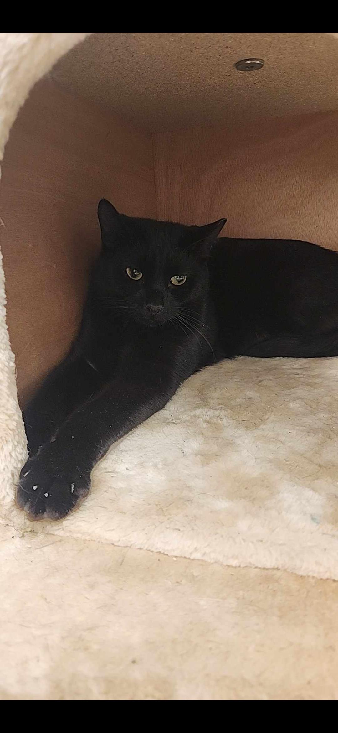 Braveheart, a Adopted Domestic Short Hair in Charlotte, NC image 3/6