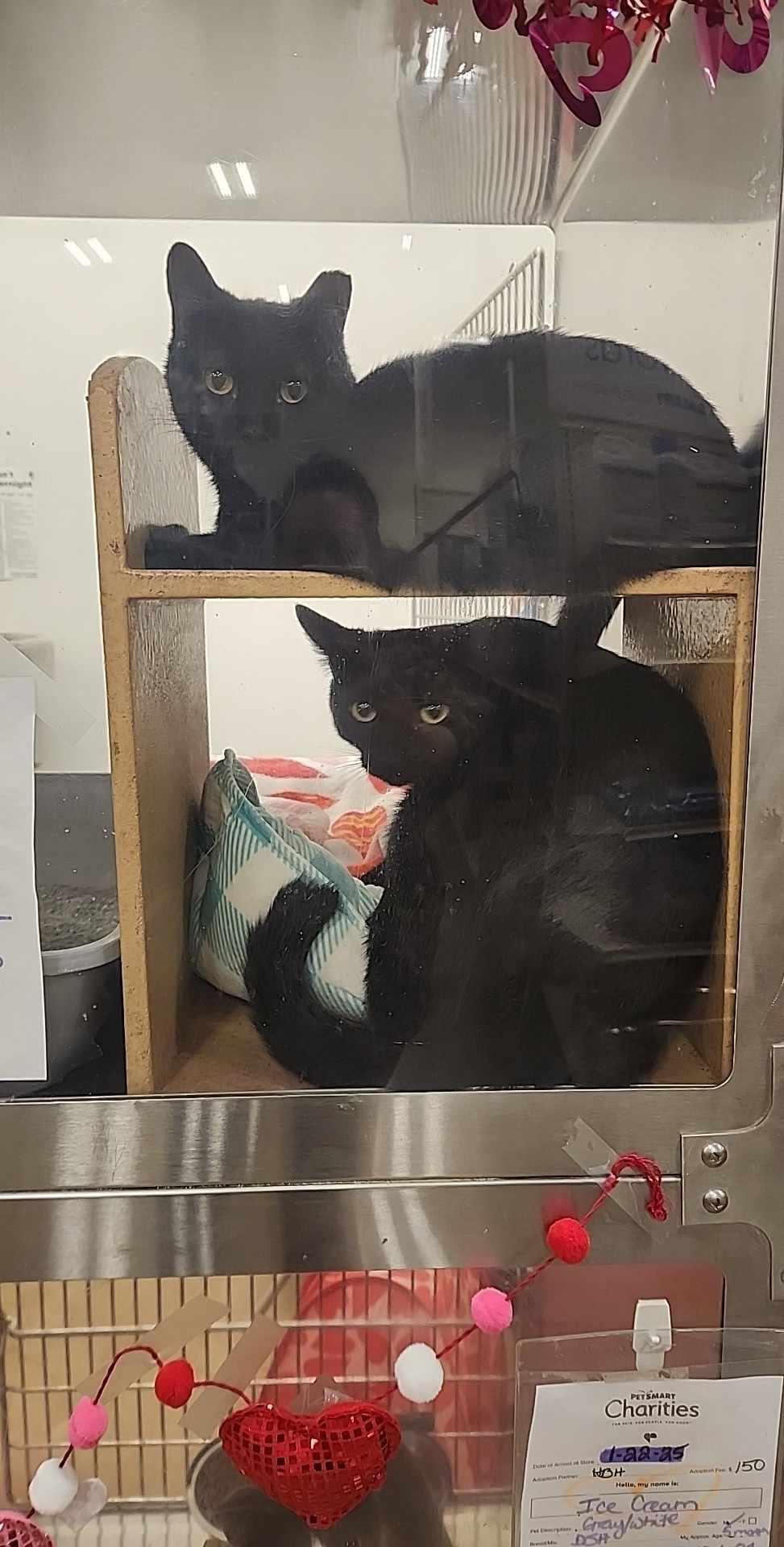 Braveheart, a Adopted Domestic Short Hair in Charlotte, NC image 6/6