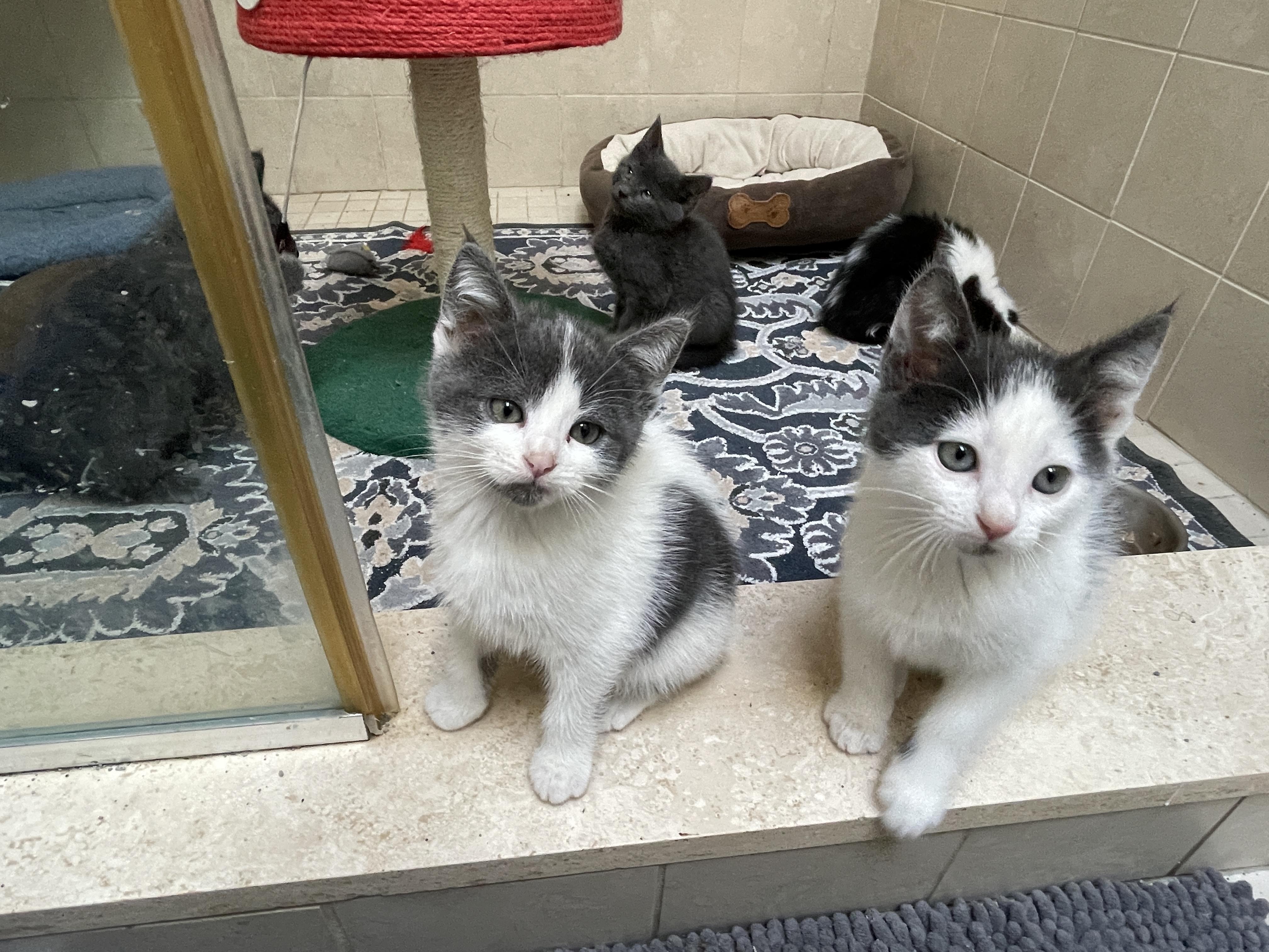 Simon, a Adopted mixed breed in Westfield, NJ image 2/2