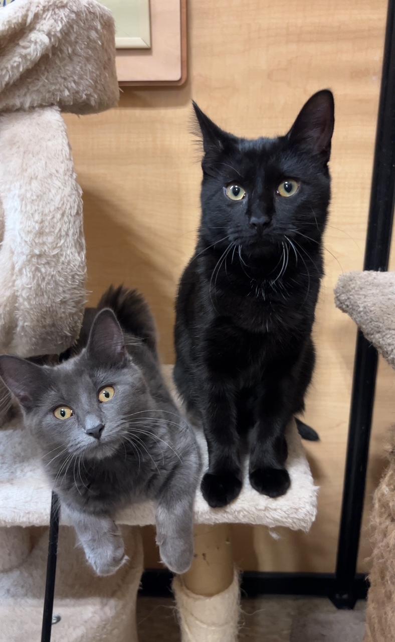 Enlarge Milo (bonded with Luna 2), a Adopted Domestic Short Hair in Barrington Hills, IL image 2/2