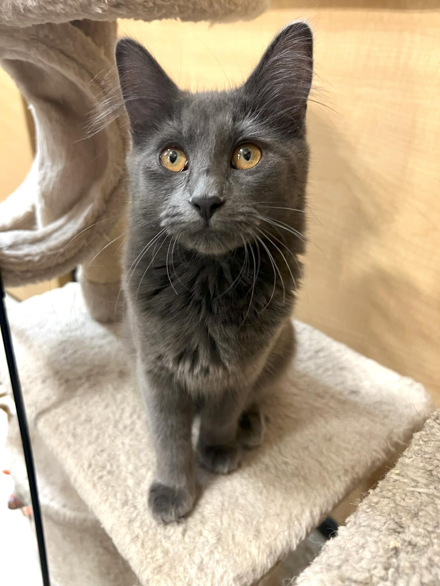 Milo (bonded with Luna 2), Adopted, Kitten Female Domestic Short Hair.