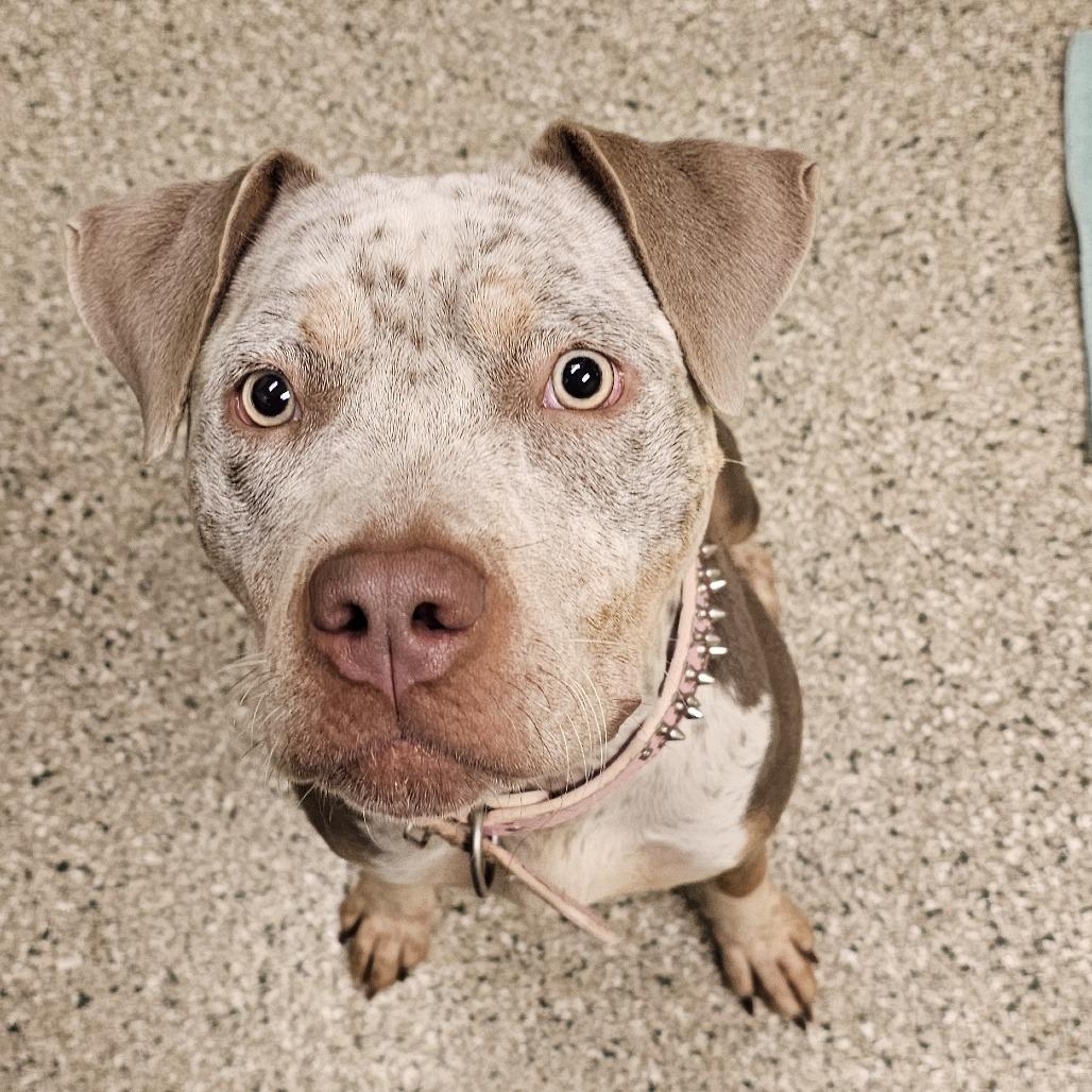 Edith, Adoptable, Young Female Pit Bull Terrier & Cattle Dog.