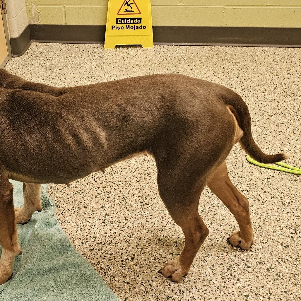 Enlarge Edith, a Adoptable mixed breed in Cedar Rapids, IA image 2/3