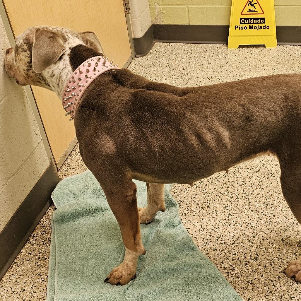 Enlarge Edith, a Adoptable mixed breed in Cedar Rapids, IA image 3/3