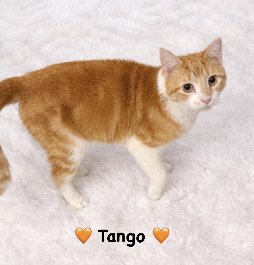 Enlarge Tango, an adopted Tabby in Copley, OH image 3/3