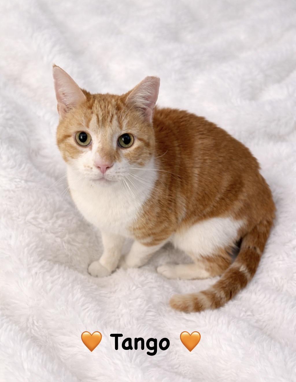 Enlarge Tango, an adopted Tabby in Copley, OH image 2/3