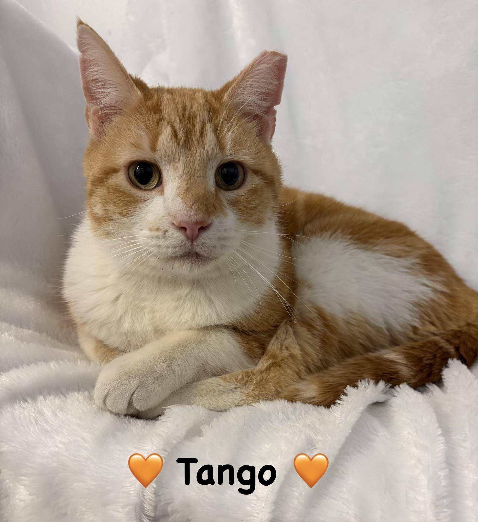 Enlarge Tango, an adopted Tabby in Copley, OH image 1/3