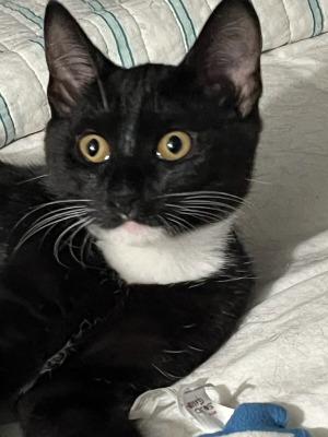 Josie (hemingway-polydactyl), ADOPTABLE, Kitten Female Extra-Toes Cat / Hemingway Polydactyl & Tuxedo.