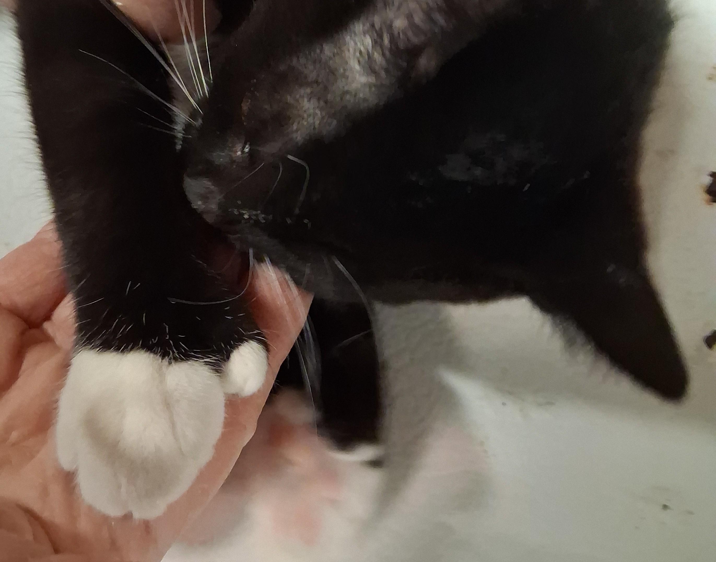 Josie (hemingway-polydactyl), a ADOPTABLE mixed breed in Chantilly, VA image 4/6