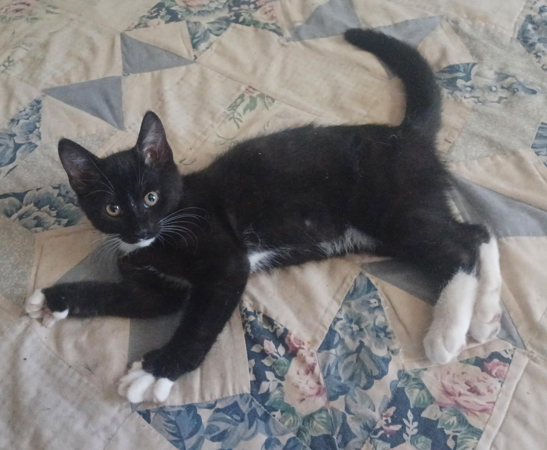 Josie (hemingway-polydactyl), a ADOPTABLE mixed breed in Chantilly, VA image 3/6