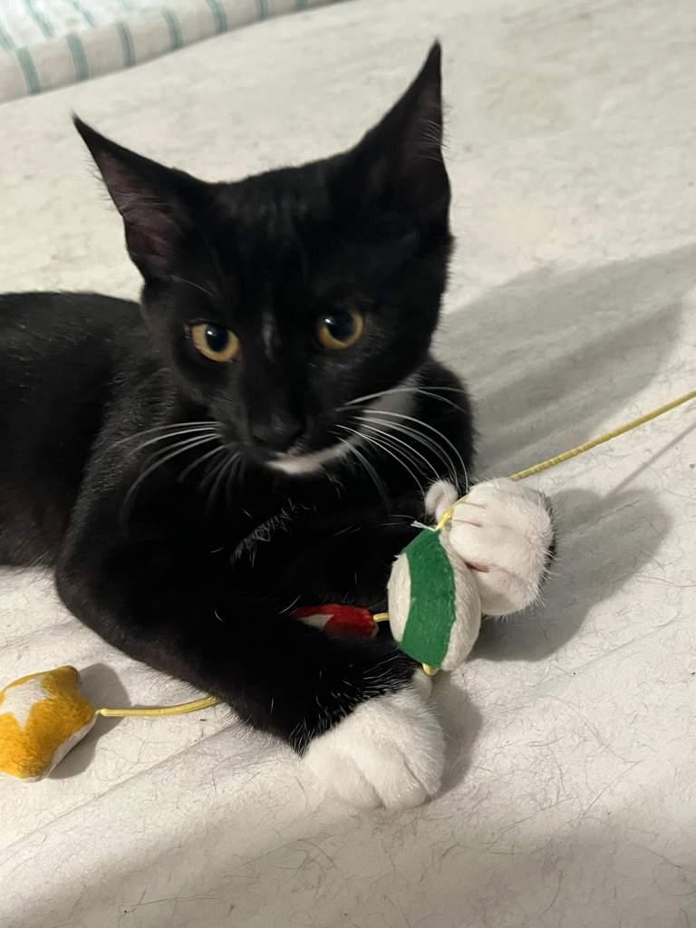 Josie (hemingway-polydactyl), a ADOPTABLE mixed breed in Chantilly, VA image 6/6