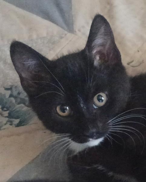 Josie (hemingway-polydactyl), a ADOPTABLE mixed breed in Chantilly, VA image 2/6