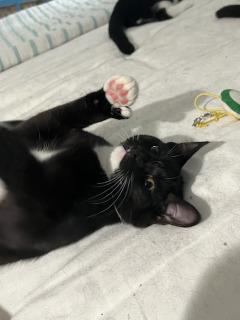 Josie (hemingway-polydactyl), a ADOPTABLE mixed breed in Chantilly, VA image 5/6