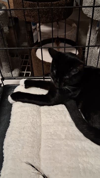 Enlarge Josie (hemingway-polydactyl), a ADOPTABLE mixed breed in Chantilly, VA video 6/6