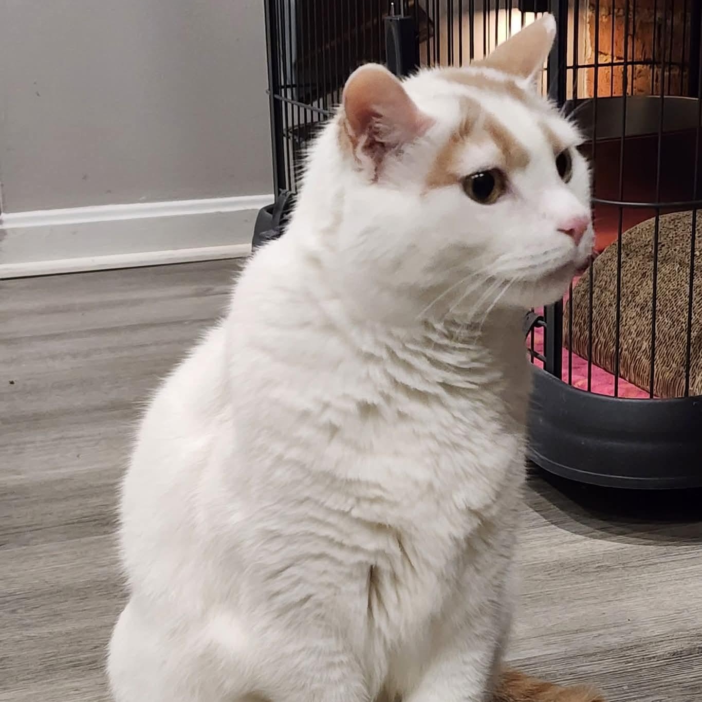 Duke, ADOPTABLE, Adult Male Domestic Medium Hair.