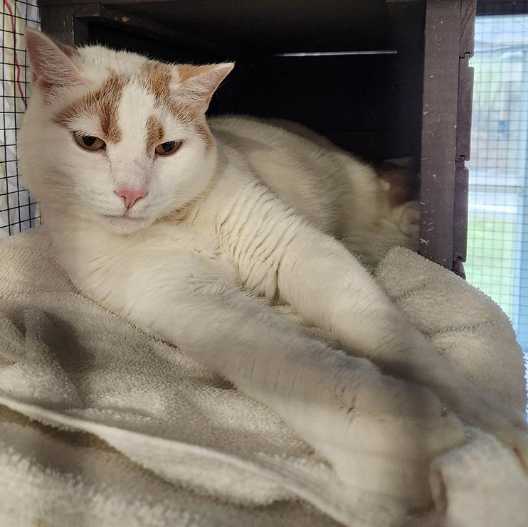 Enlarge Duke, a ADOPTABLE mixed breed in South Park, PA image 3/3