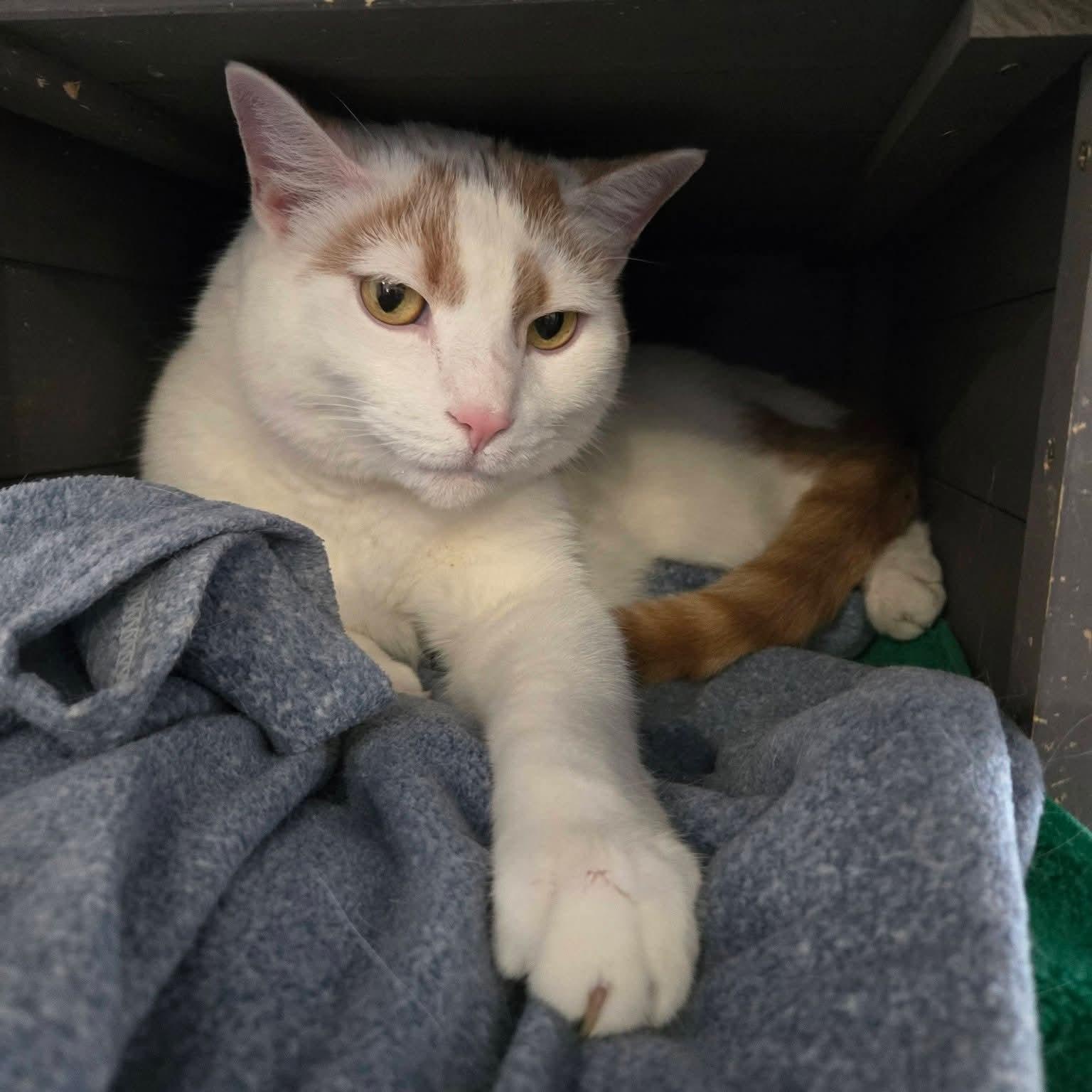 Enlarge Duke, a ADOPTABLE mixed breed in South Park, PA image 2/3