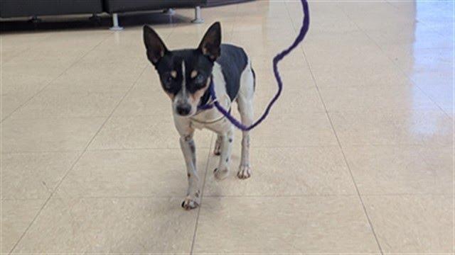 Brando, Adoptable, Senior Male Chihuahua & Rat Terrier.