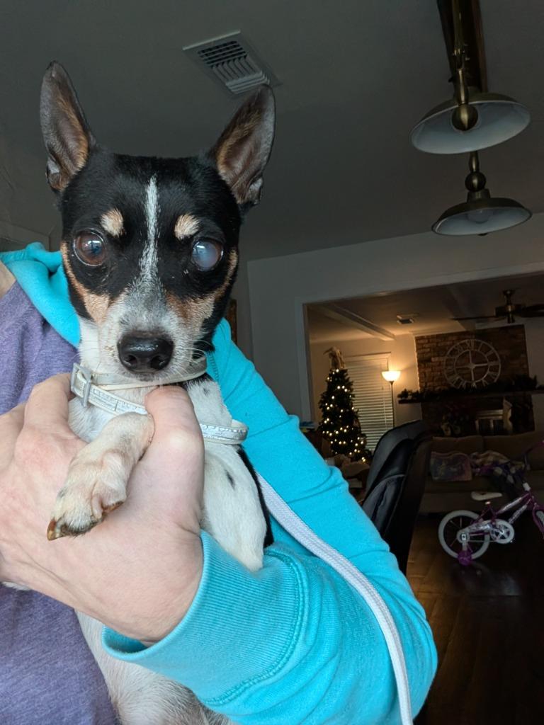 Brando adoption pending, a Adoptable mixed breed in Bryan, TX image 2/4