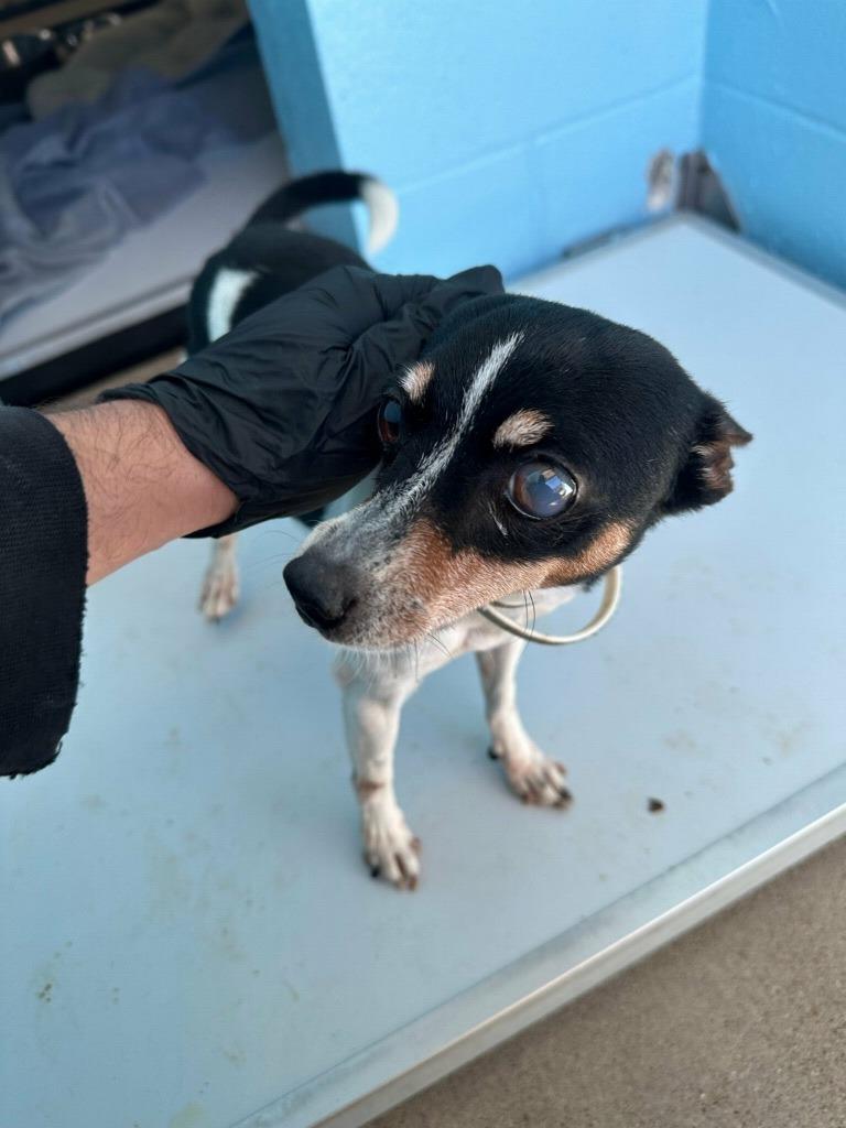 Enlarge Brando, a Adoptable mixed breed in Bryan, TX image 4/4